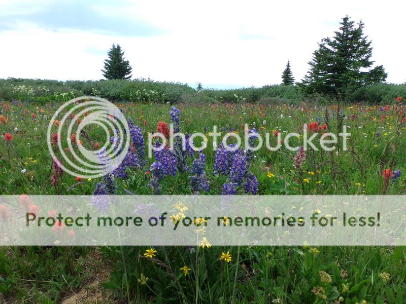Wagon Wheel Trails Meeker Colorado Polaris ATV Forum